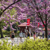 a peaceful spring photo of main campus
